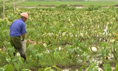 Ninh Bình: Phát triển mô hình xử lý rác thải