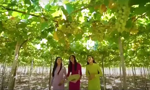 Nhiều sự kiện VHTTDL đặc sắc sẽ diễn ra tại Lễ hội Nho và Vang Ninh Thuận năm 2023