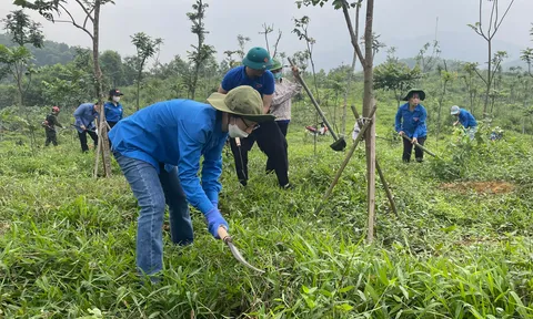 Gần 100 đoàn viên tỉnh Yên Bái chăm sóc cây xanh vào "Ngày thứ Bảy cùng dân"