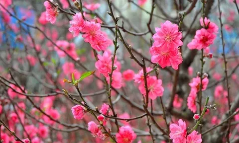 Tổ chức các chương trình nghệ thuật đặc sắc, phù hợp với truyền thống văn hóa; phục vụ Nhân dân đón Tết vui tươi, an toàn, tiết kiệm, hiệu quả