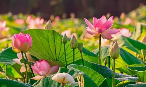 Hàng ngàn bông sen Đồng Tháp và Huế khoe sắc chào mừng Ngày Văn hóa các dân tộc Việt Nam
