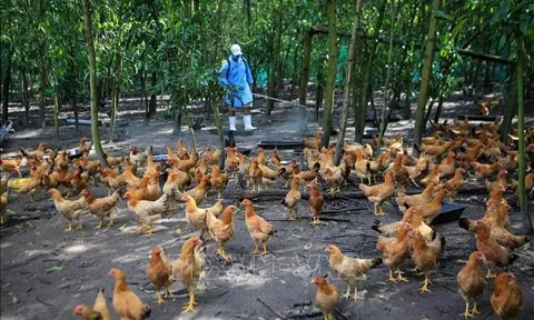 Bộ Y tế: Nguy cơ cúm gia cầm xâm nhập vào nước ta và lây nhiễm sang người là rất lớn