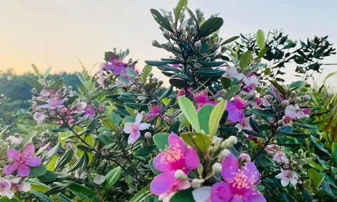 Quảng Ninh: Ngày 20 - 21/5 diễn ra Lễ hội Hoa sim biên giới năm 2023 ​