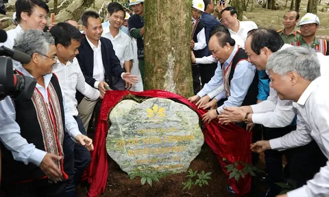 Sâm Ngọc Linh Kon Tum K5: Vươn mình đột phá, giá trị đỉnh cao