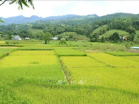 Khai hội 'Hương cốm mùa Thu vàng' thu hút du khách tới cao nguyên Bắc Hà