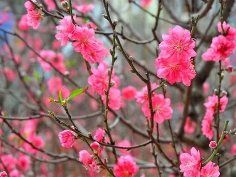 Tổ chức các chương trình nghệ thuật đặc sắc, phù hợp với truyền thống văn hóa; phục vụ Nhân dân đón Tết vui tươi, an toàn, tiết kiệm, hiệu quả