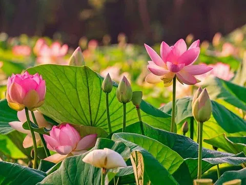 Hàng ngàn bông sen Đồng Tháp và Huế khoe sắc chào mừng Ngày Văn hóa các dân tộc Việt Nam