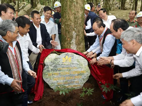 Sâm Ngọc Linh Kon Tum K5: Vươn mình đột phá, giá trị đỉnh cao